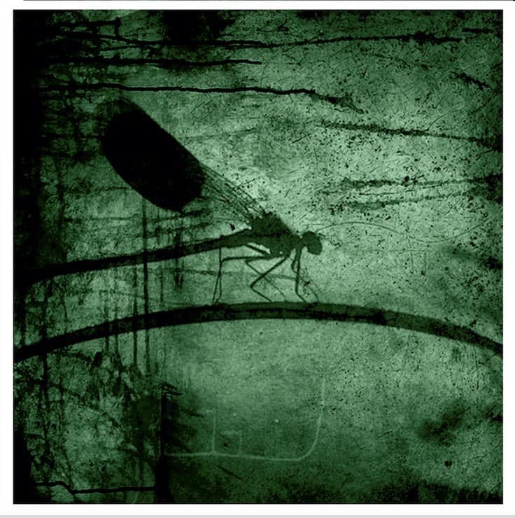 Dragonfly_Motiv fra 2011