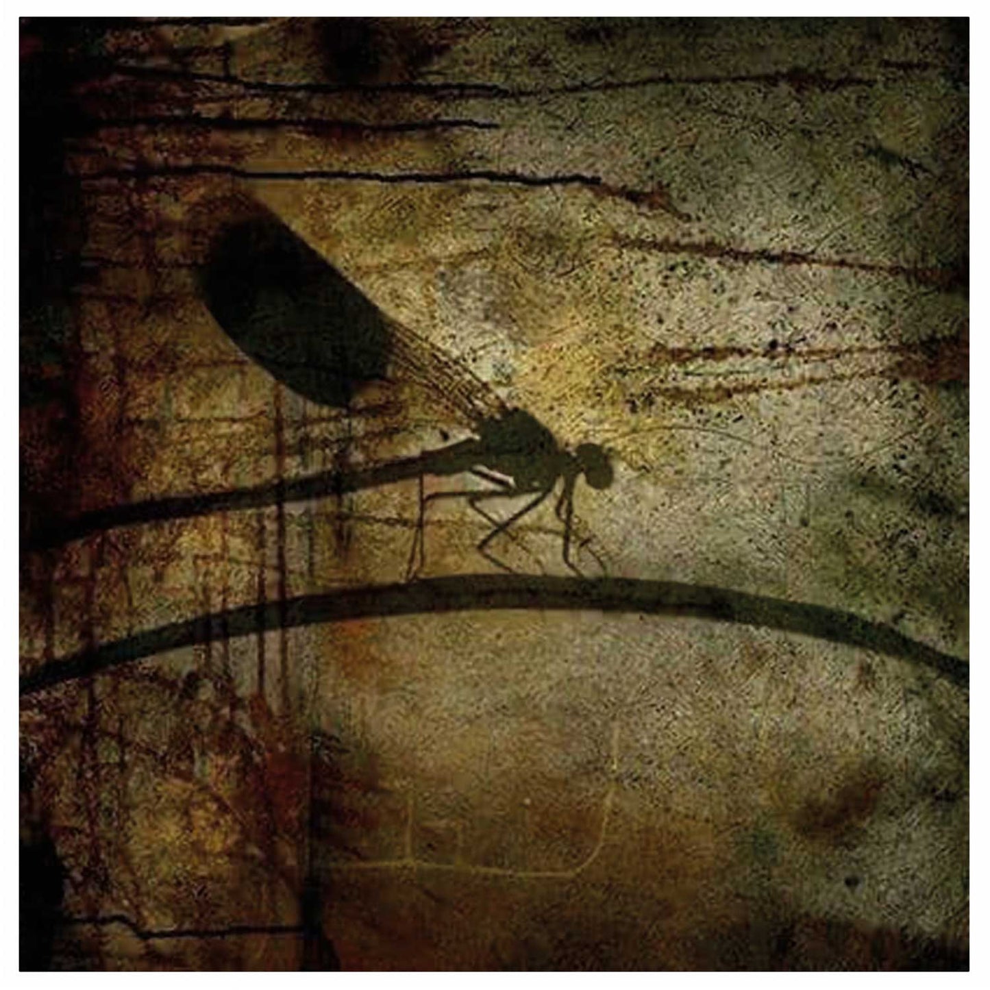 Dragonfly_Motiv fra 2011