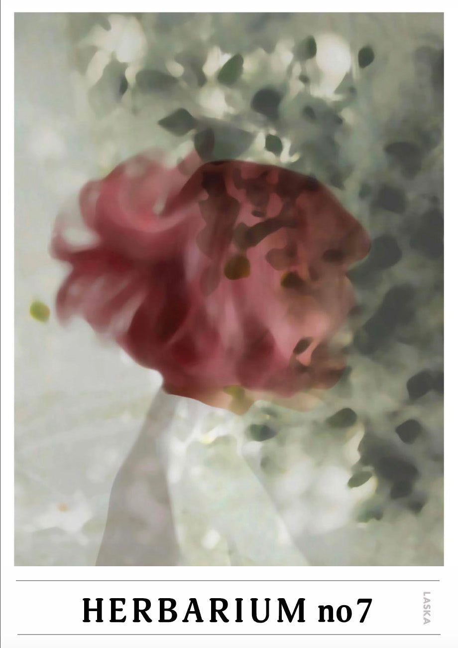 HERBARIUM no7