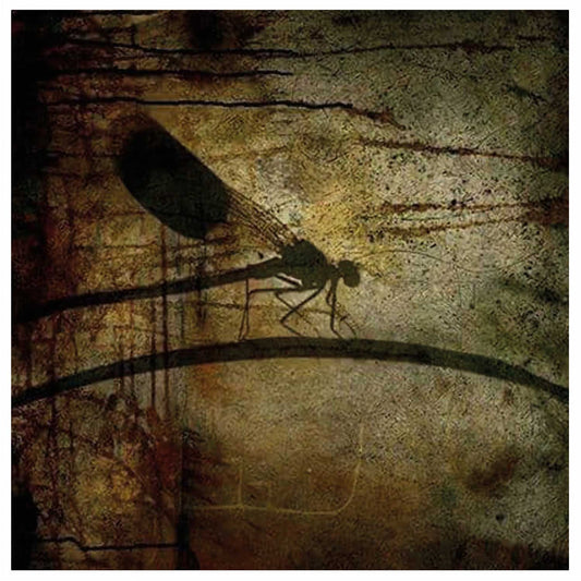 Dragonfly_Motiv fra 2011