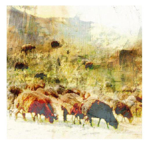 Sheep field_Motiv fra 2010